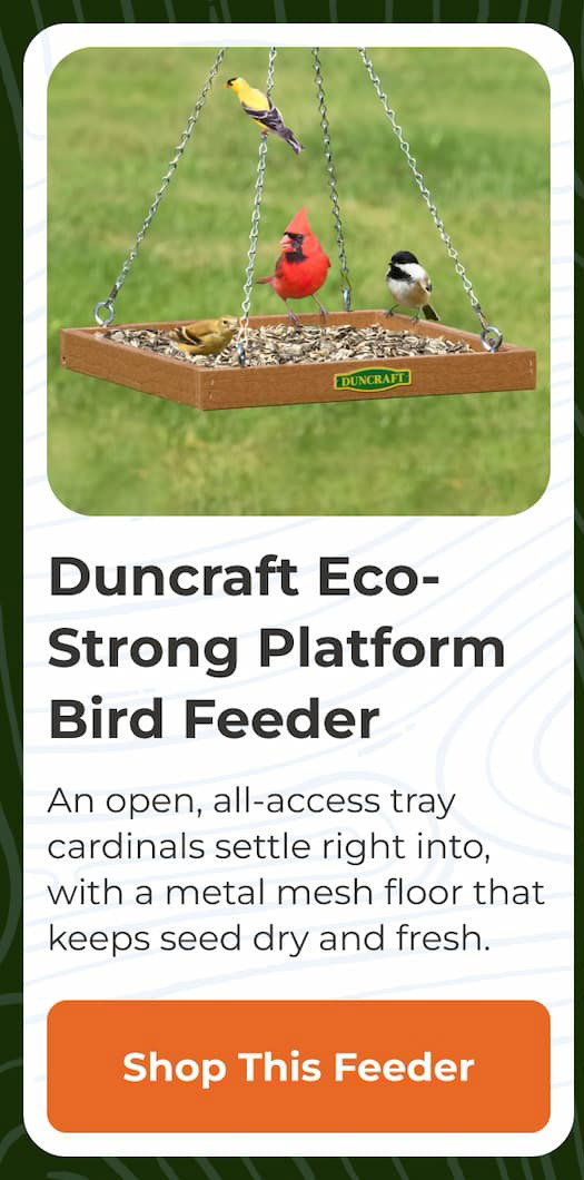 Duncraft Eco-Strong Platform Bird Feeder