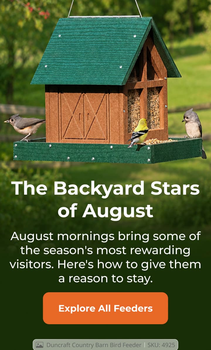 The Backyard Stars of August