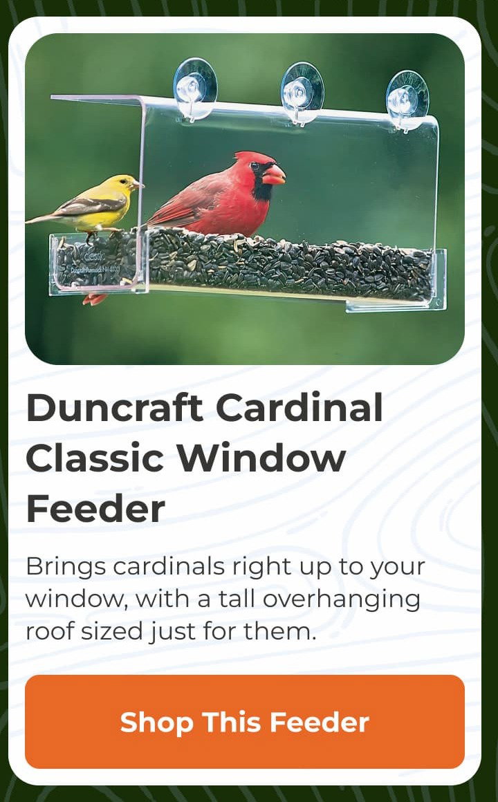 Duncraft Cardinal Classic Window Feeder