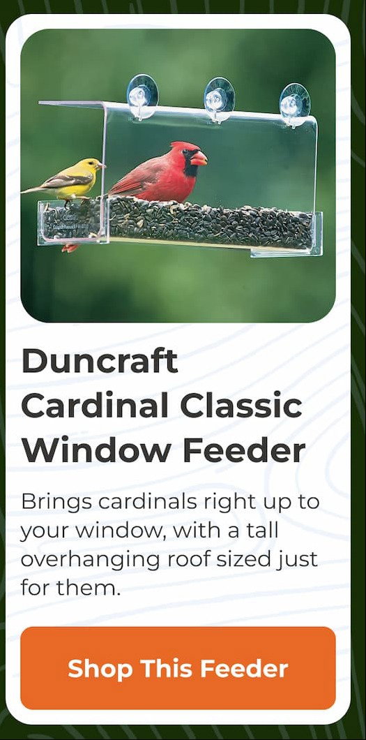 Duncraft Cardinal Classic Window Feeder