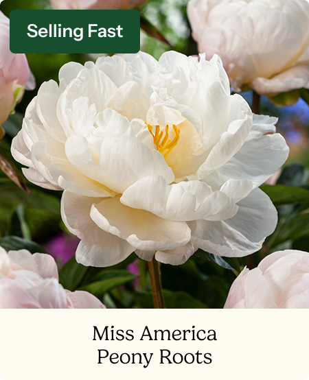 Peony Roots - Miss America