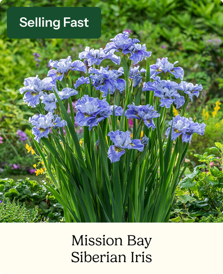 Siberian Iris Roots - Mission Bay