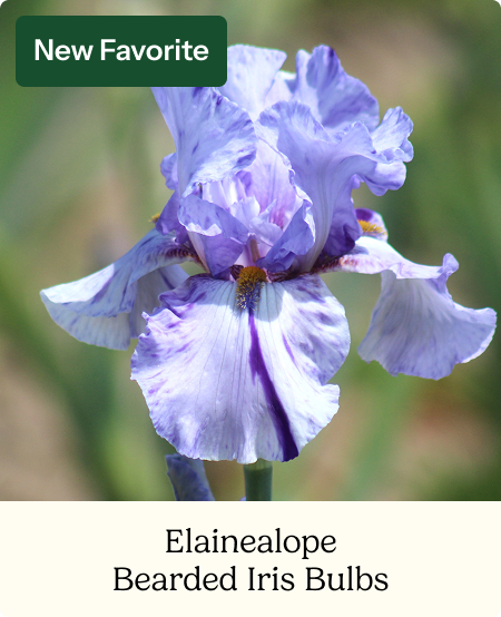 Re-Blooming Bearded Iris Bulbs - Elainealope