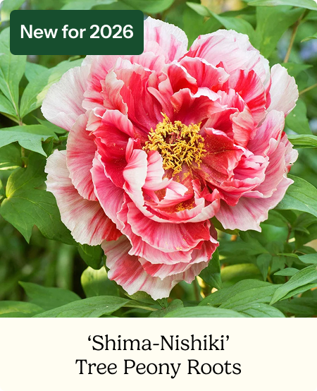 Tree Peony Roots - Camouflage 'Shima-Nishiki'