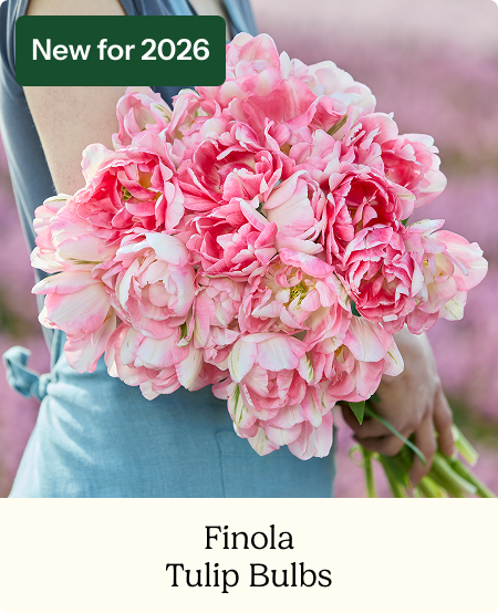 Tulip Bulbs - Finola