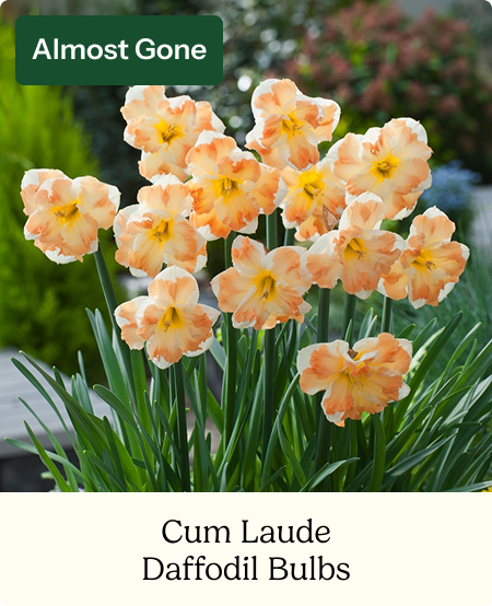 Daffodil Bulbs - Cum Laude