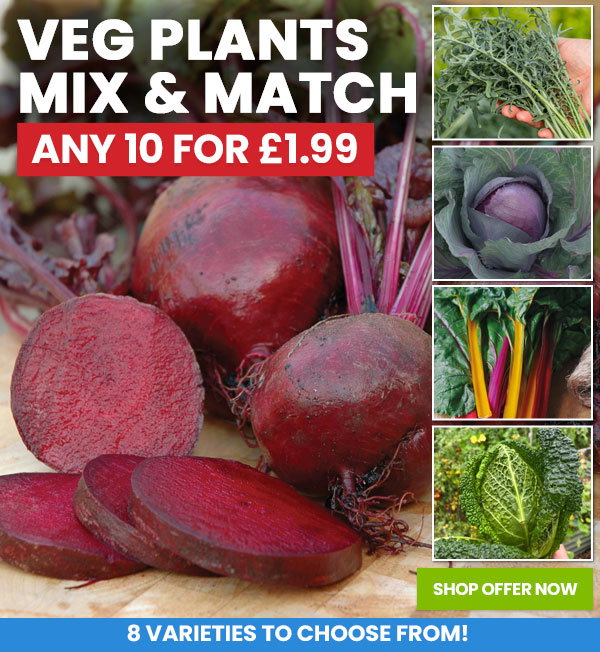 Veg Plants Mix & Match