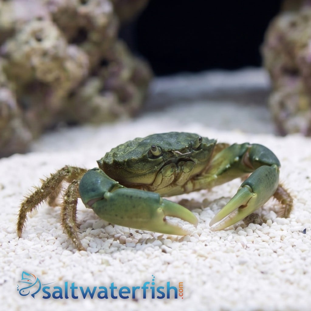 Emerald Crab