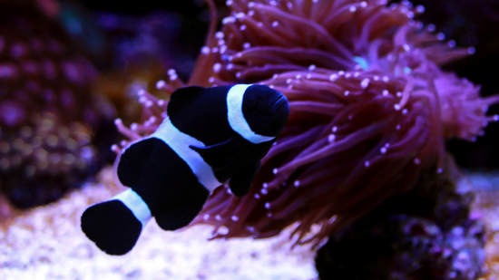 Darwin Clownfish - Captive Bred - QM Labs