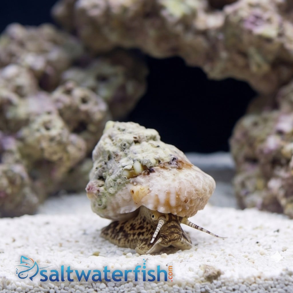 Turbo/Astrea Snail - Group of 30