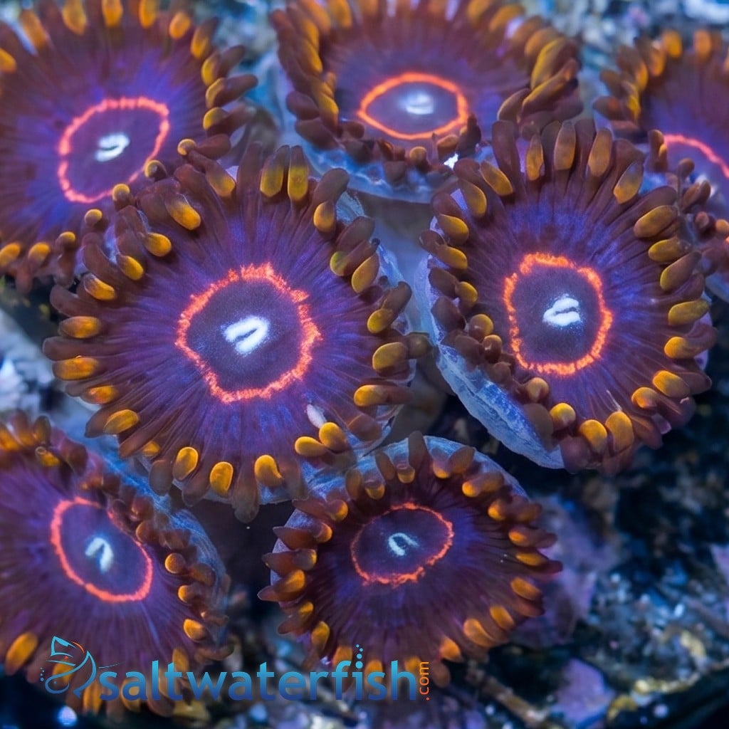 Zoanthid : Rainbow Hornet - Aquacultured