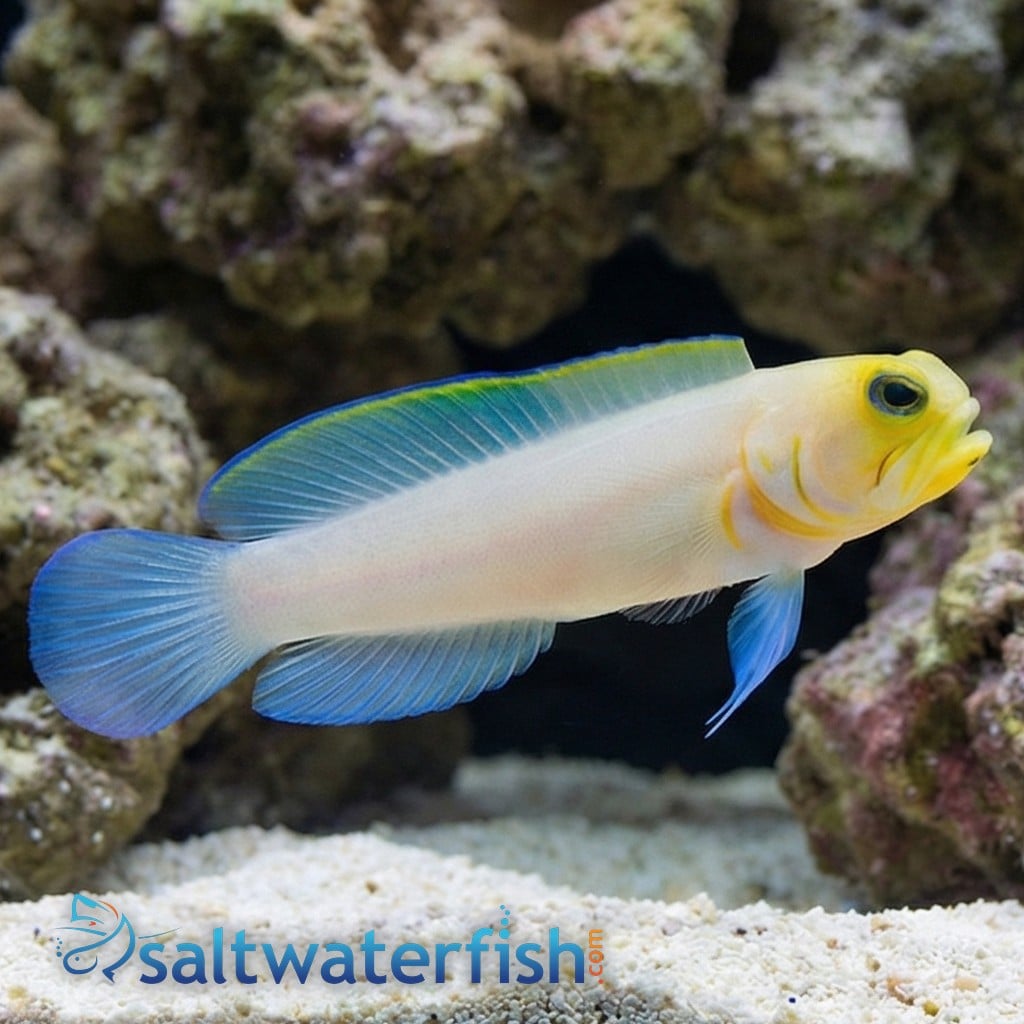 Pearly Jawfish