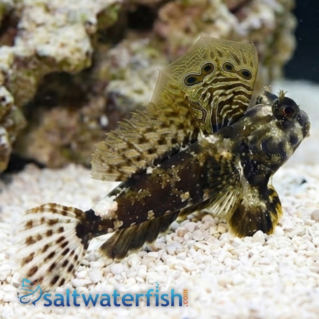 Scooter Blenny