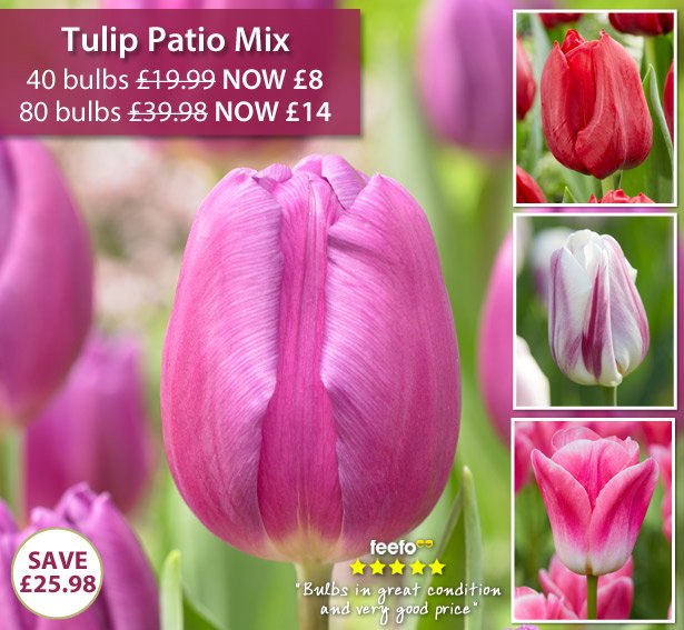 Tulip Patio Mix