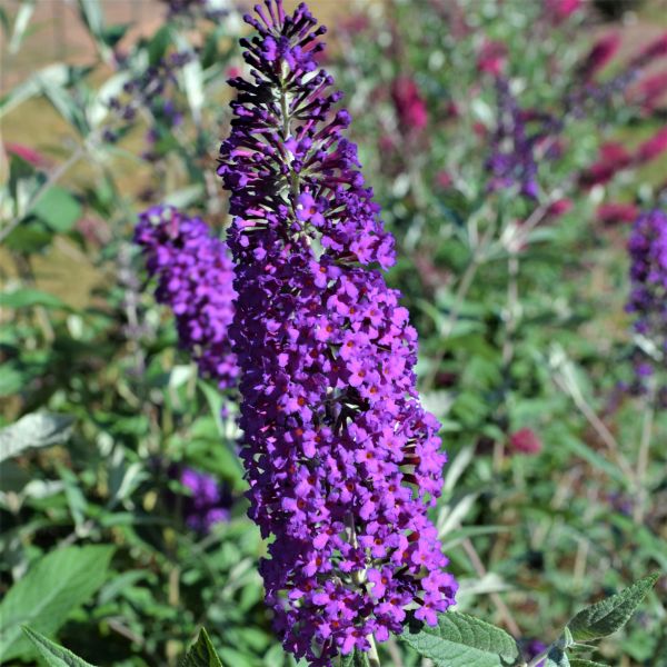 Image of Psychedelic Sky™ Butterfly Bush