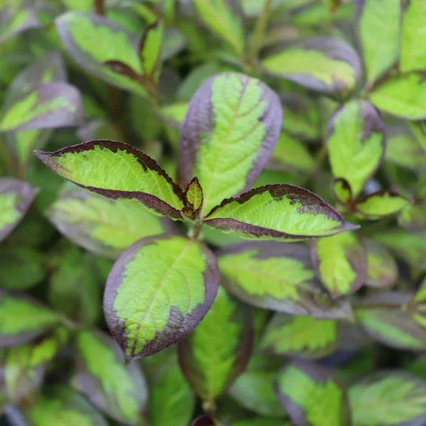 Image of Vinho Verde® Weigela