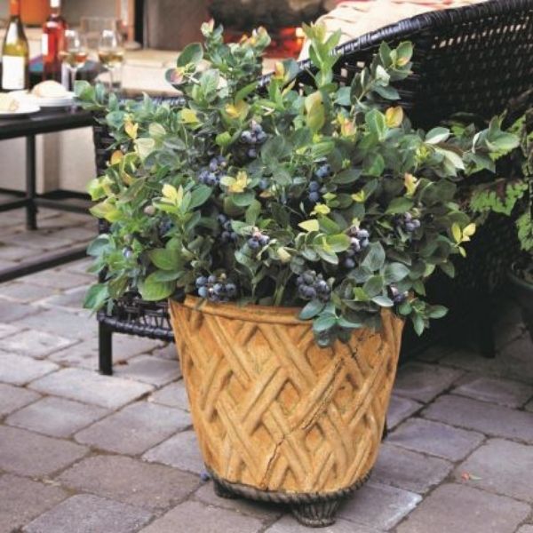 Image of Peach Sorbet® Blueberry Bush