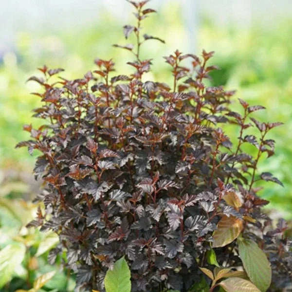 Image of Summer Wine® Black Ninebark