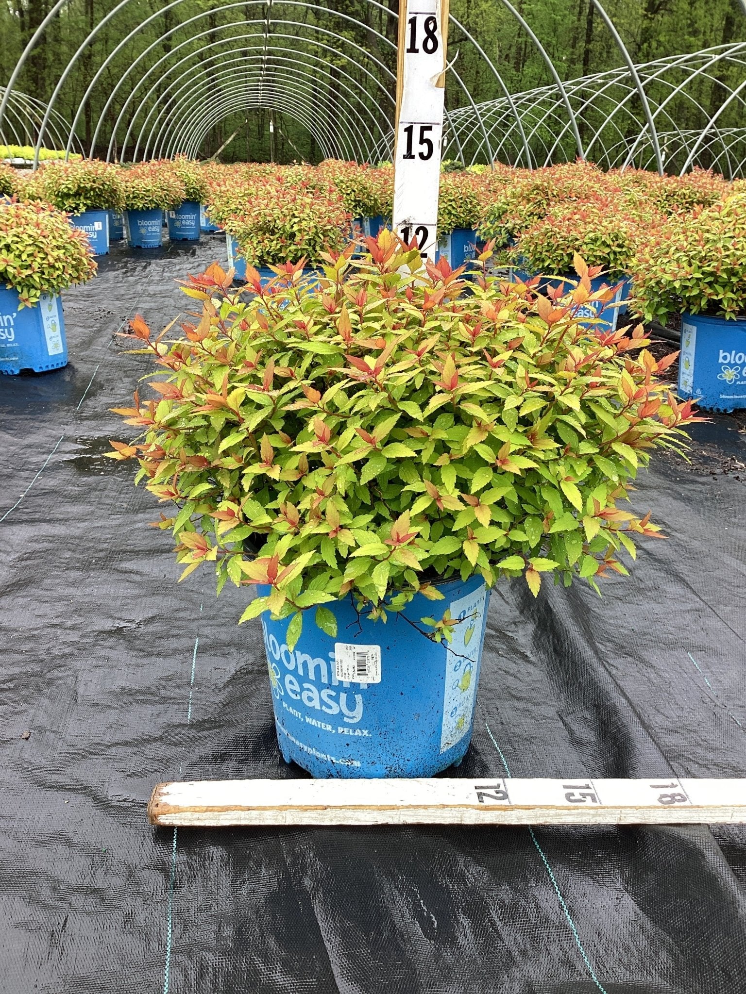 Image of Rainbow Fizz™ Spirea