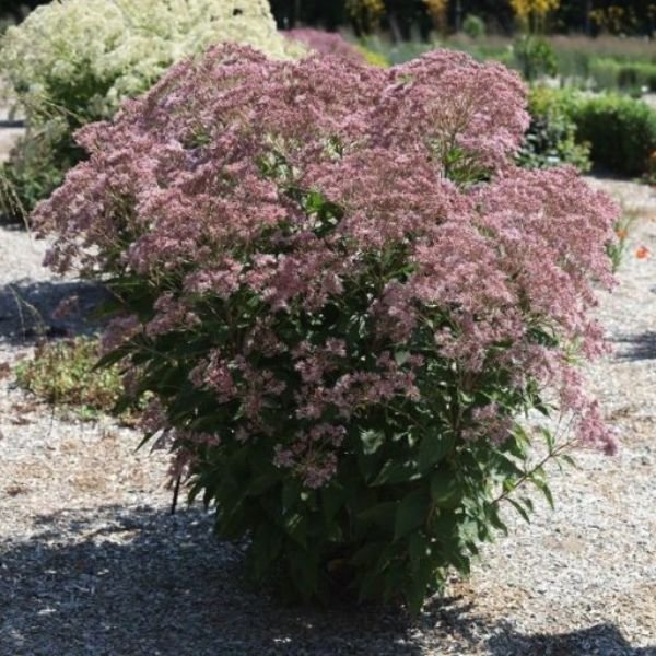 Image of Rosie Josie Joe - Pye Weed