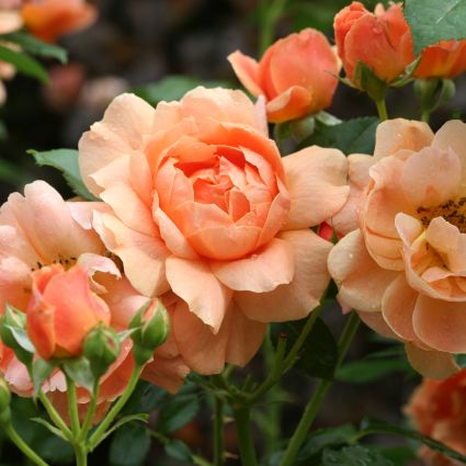 Image of At Last® Hybrid Tea Rose