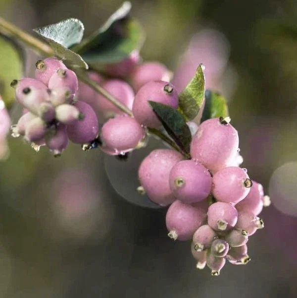 Image of Sweet Sensation Snowberry
