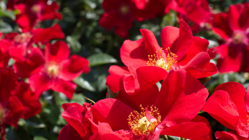 Red groundcover roses in a field 