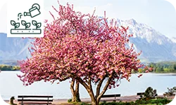 Top 5 des arbres et arbustes à croissance rapide