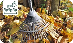 Pourquoi certains arbres perdent leurs feuilles en été ?