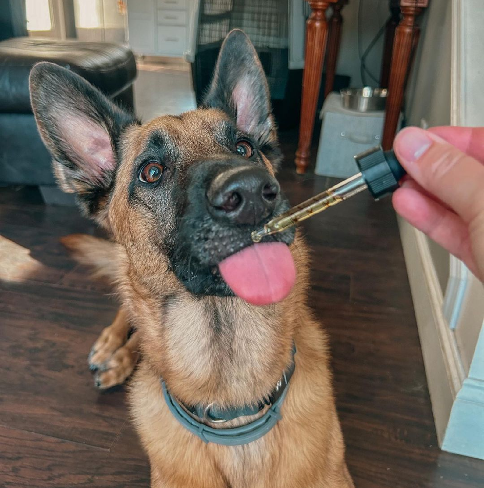 German Shepherd / Malinois With Oil Dropper