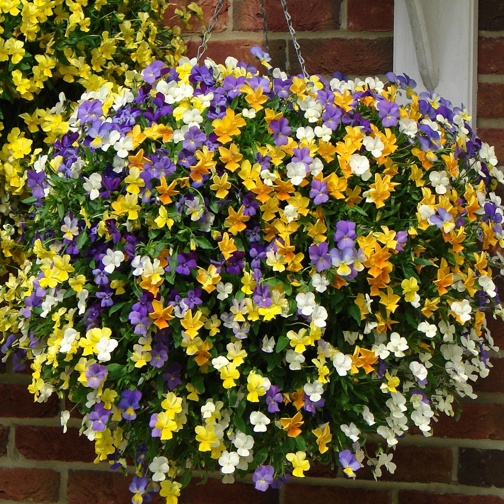 Viola 'Ice Babies'