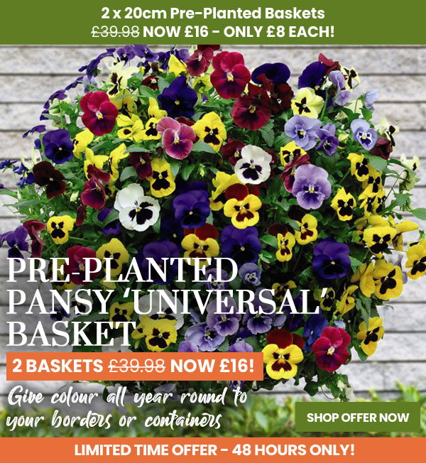 Pansy 'Universal' Mix