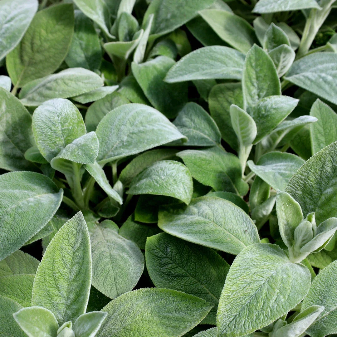 Image of Helen von Stein Lamb’s Ear
