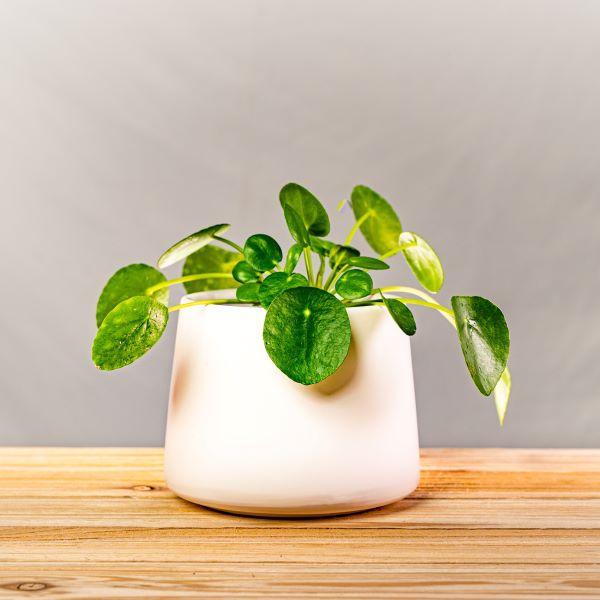 Image of Chinese Money Plant