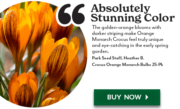 Crocus Orange Monarch Bulbs