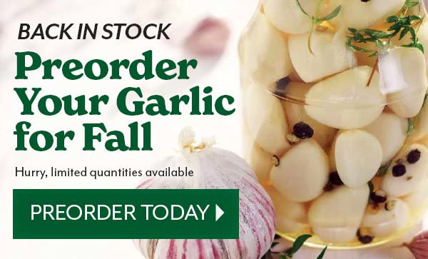 Back in stock Garlic for Fall, Limited Quantities, preorder today
