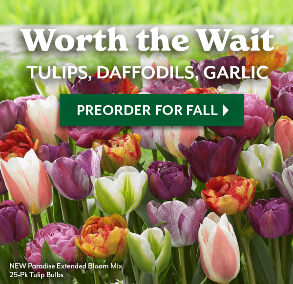 DREAM. PREORDER. BLOOM!
