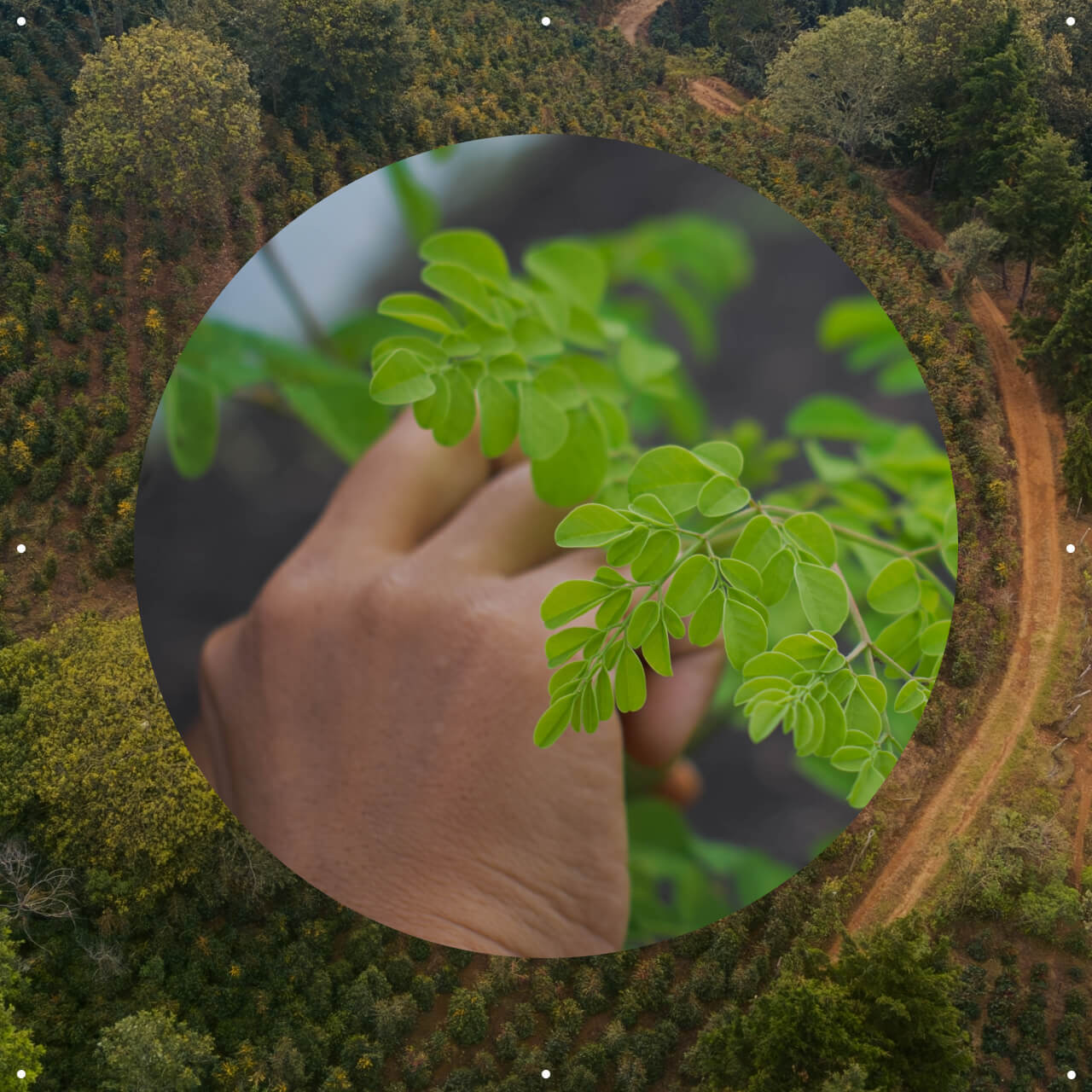 Close-up of a hand reaching out to green moringa leaves, overlaid on a moringa plantation landscape.