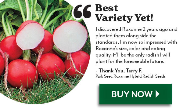 Roxanne Hybrid Radish Seeds