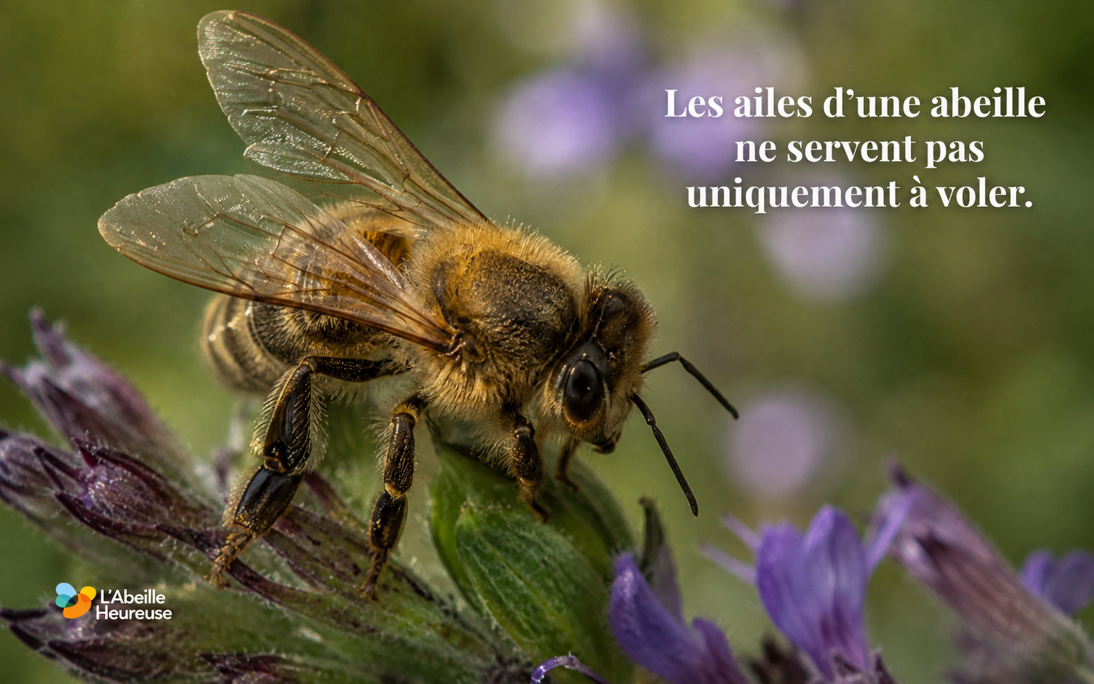 À quoi servent vraiment les ailes des abeilles ?