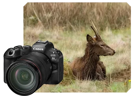 Review | Canon EOS R6 Mark III