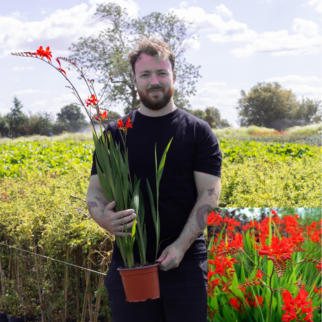 Crocosmia 'Lucifer' - In Bud & Bloom