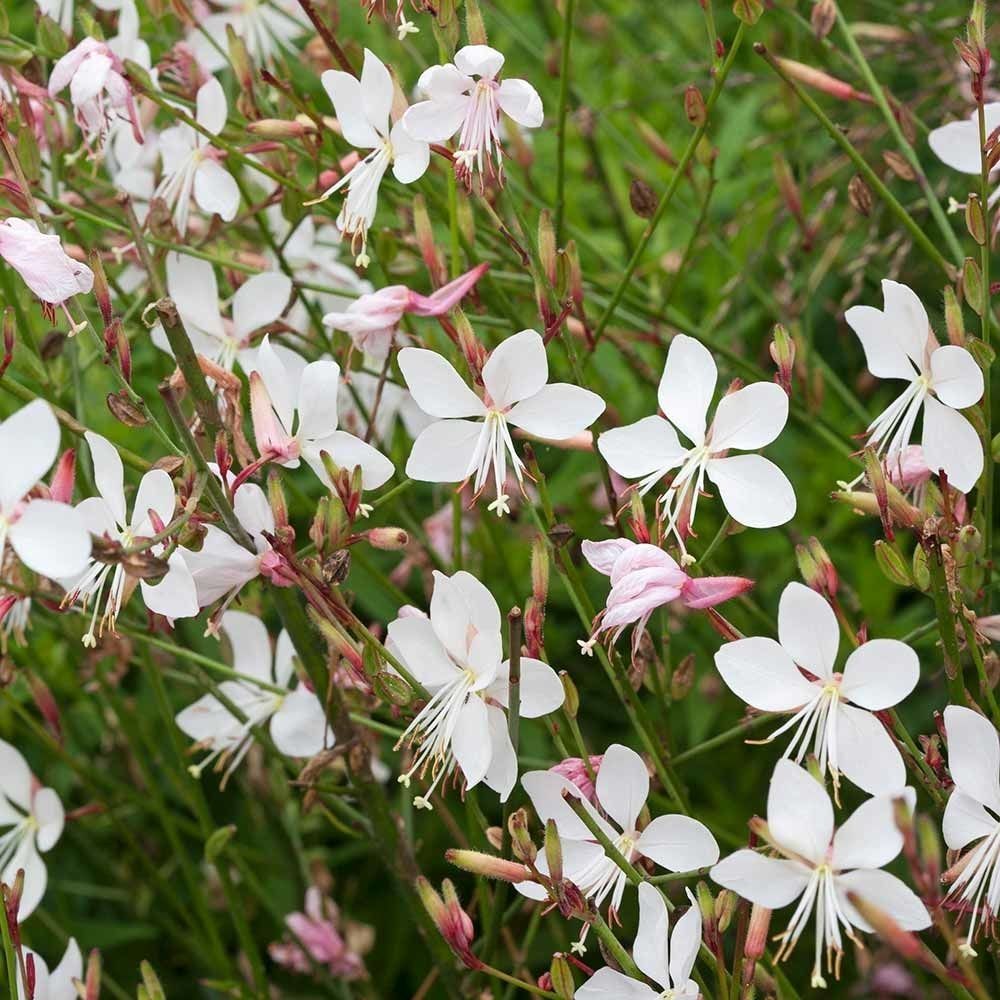 Gaura lindheimeri ‘The Bride’ - In Bud & Bloom