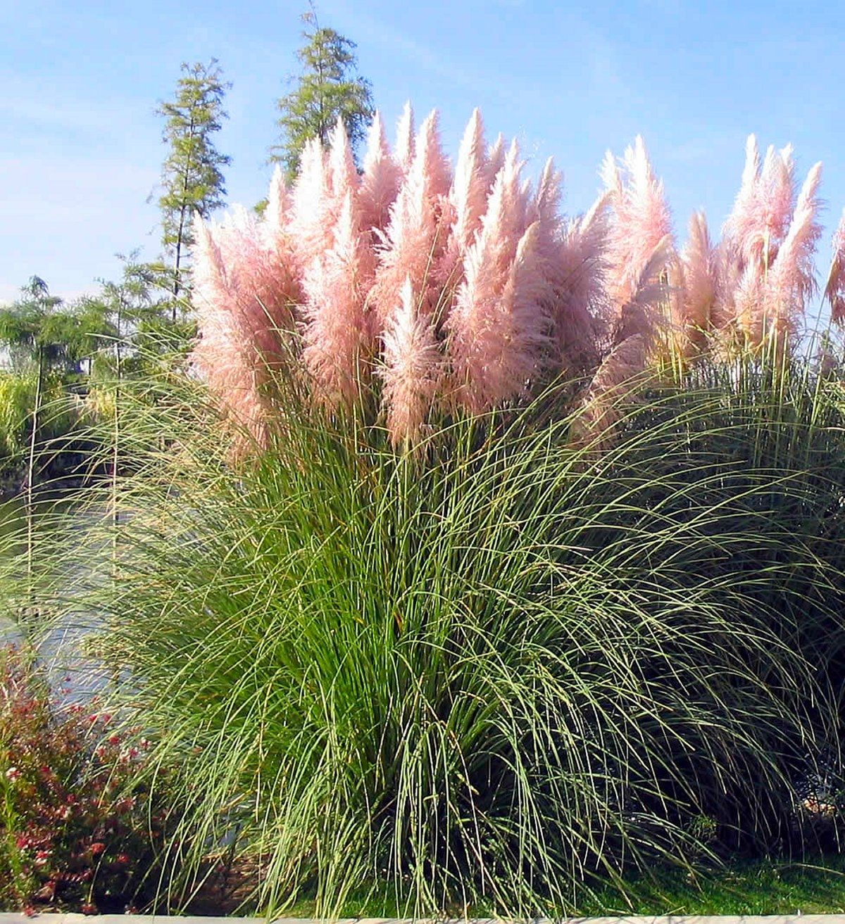 Pampas Grass ‘Rosea’