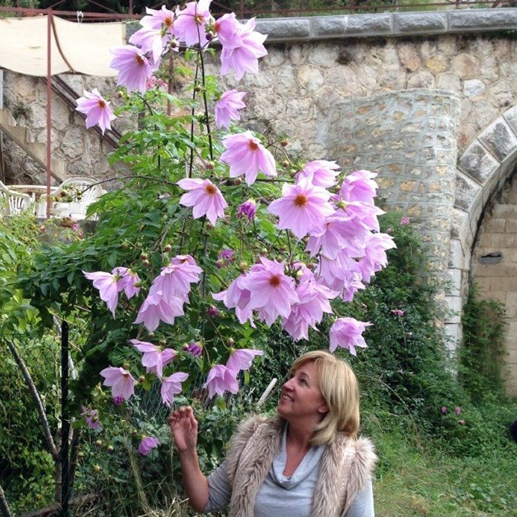 Dahlia Imperialis ‘Pink Flash’ - 2m Skyscraper Dahlia!