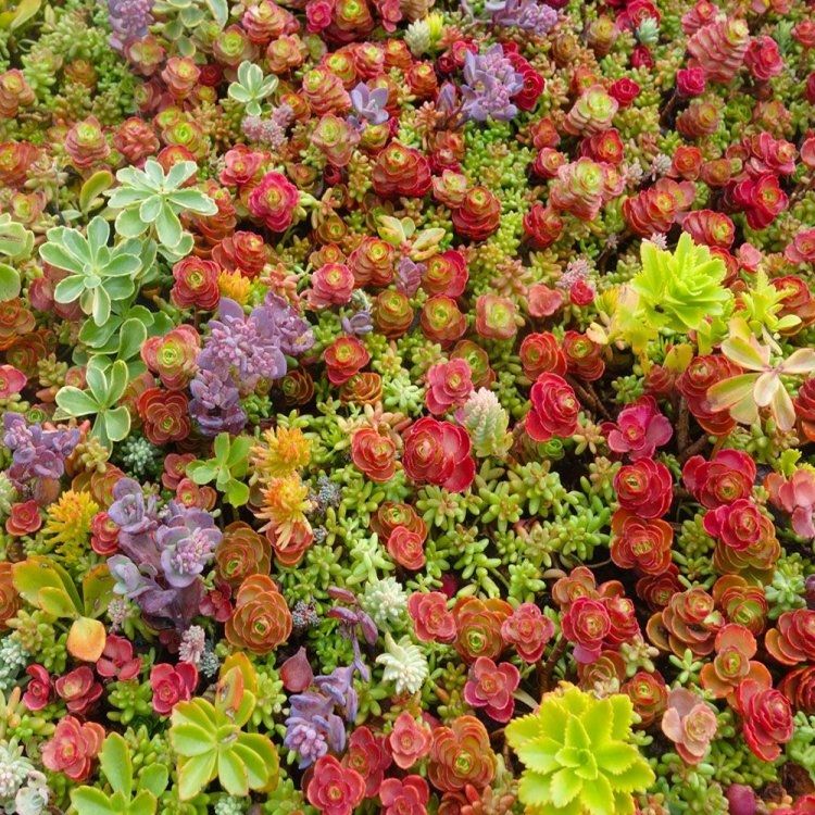 Hardy Sedum Collection - Pack of Five