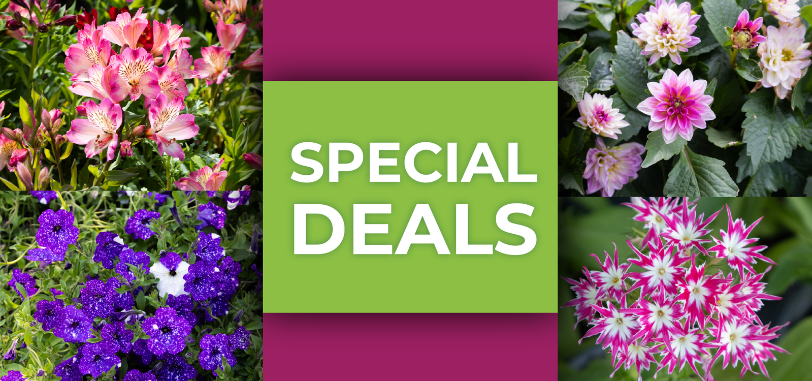 Special Deals