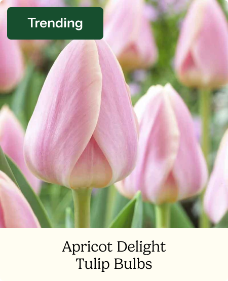 Tulip Bulbs - Apricot Delight