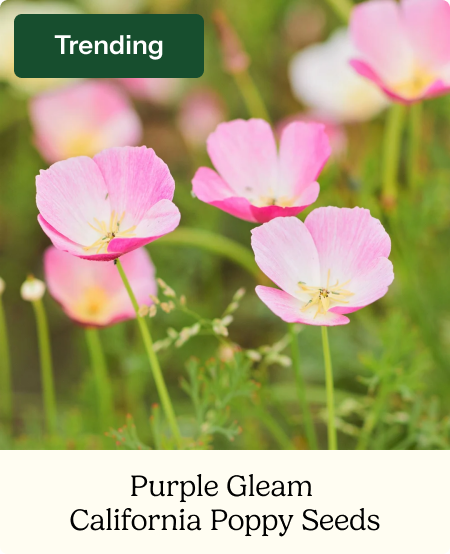 Purple Gleam Poppy with delicate ruffled petals on a soft-focus background  1 / of 2  Vibrant purple poppy purple gleam with ruffled petals on a rich background. Purple Gleam Poppy with delicate ruffled petals on a soft-focus background Perennial in your zone In stock Shipping now  California Poppy Seeds - Purple Gleam
