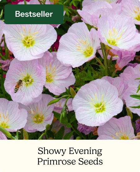 Showy Evening Primrose Seeds